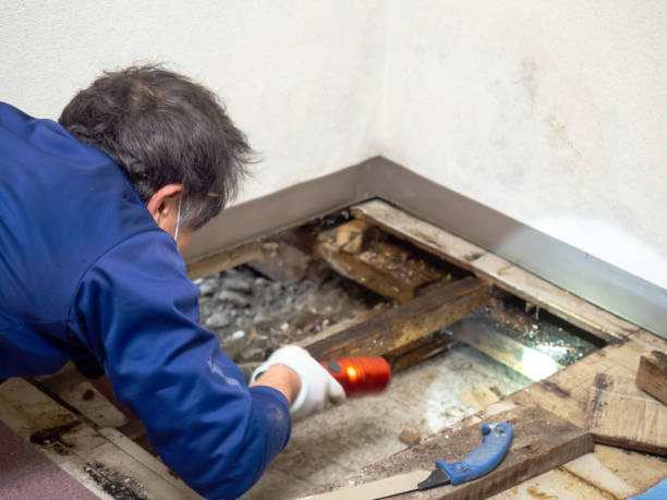 Best Local Mold Removal Service  in Hebron, PA
