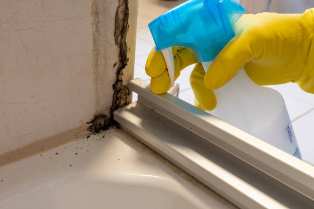 Best Same-Day Mold Removal  in Hebron, PA