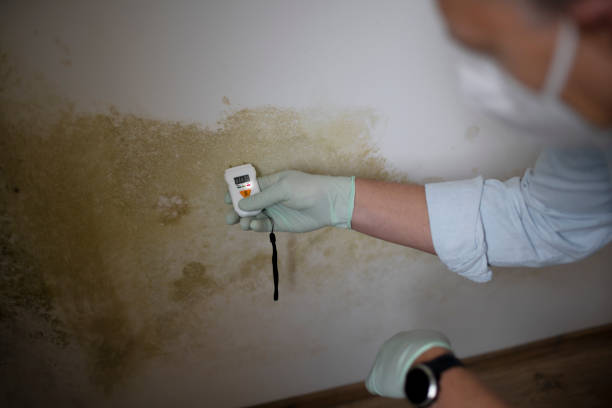 Best Fast Mold Removal  in Hebron, PA