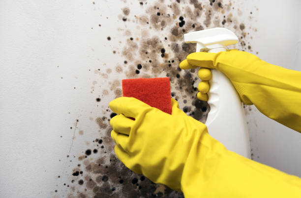 Best Mold Remediation Experts  in Hebron, PA