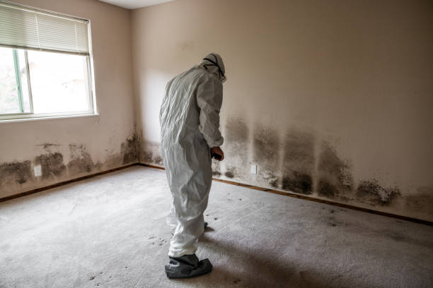 Best Black Mold Removal  in Hebron, PA