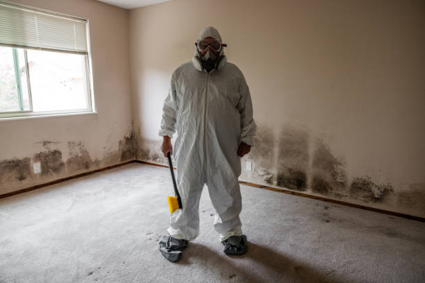 Certified Mold Removal in Hebron, PA