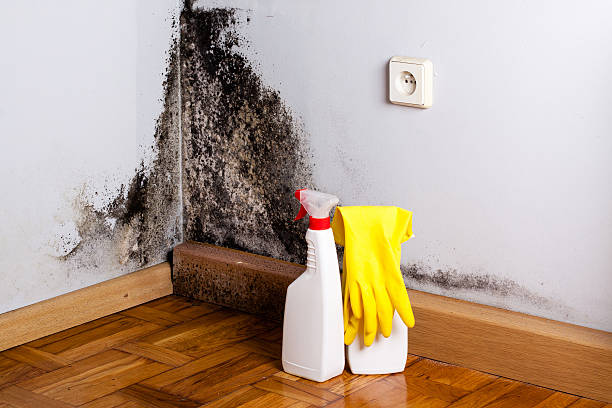 Best Residential Mold Removal  in Hebron, PA