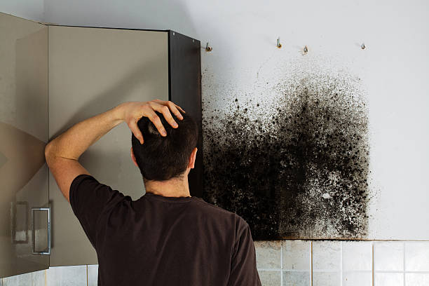 Best Mold Damage Repair  in Hebron, PA